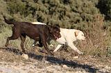 LABRADOR 662